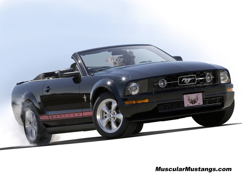 http://www.muscularmustangs.com/downloads/wallpaper63.jpg